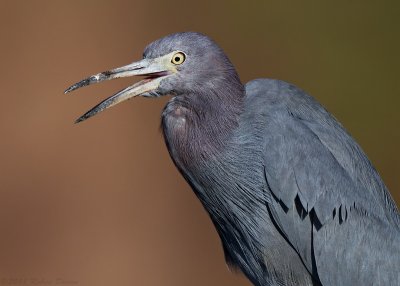 Little Blue Heron