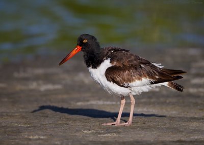 American Oystercatcher