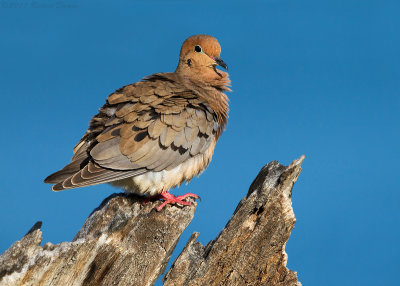 Mourning Dove