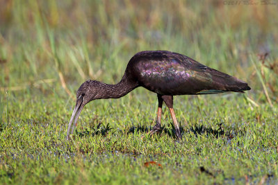 Glossy Ibis