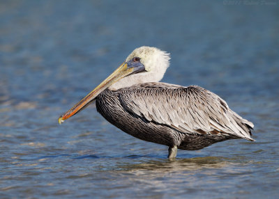 Brown Pelican