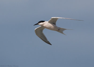 Roseate Tern