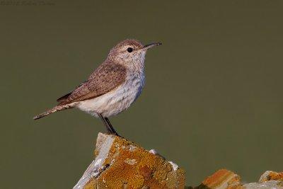 Rock Wren