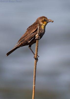 Yellow-headed Blackbird