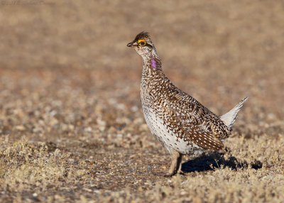 Sharp-tailed Grouse