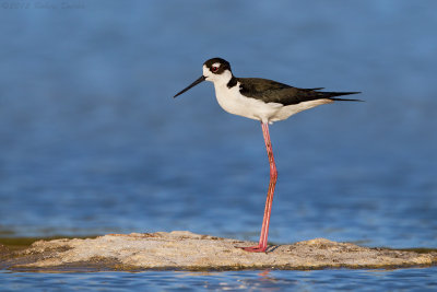 Black-necked Stilt