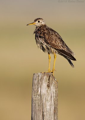 Upland Sandpiper