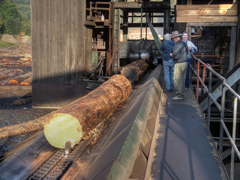 Trunks entering the mill