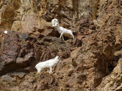Sheep at Polychrome Point