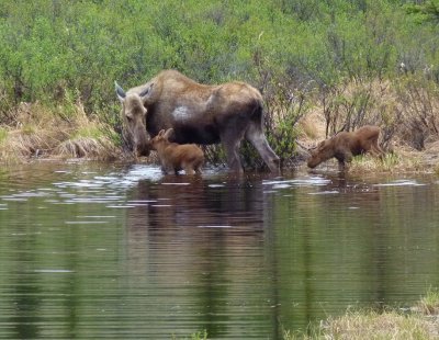 Moose with cubs