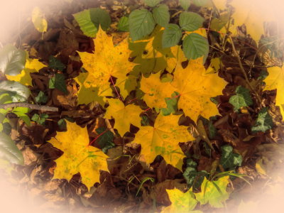 Autumn Leaves