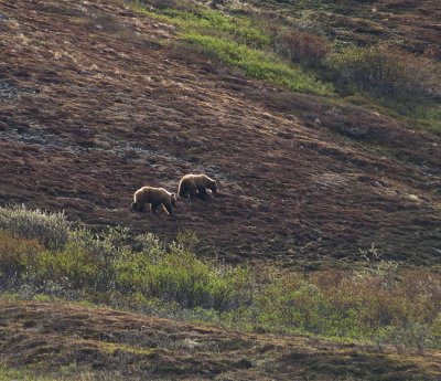Two Grizzly  Bears in the Morning Sun