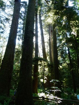 Very big trees at Cathedral Grove