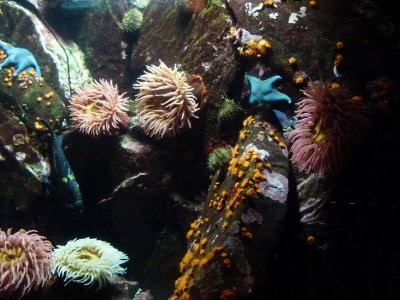 Vancouver Aquarium (1)