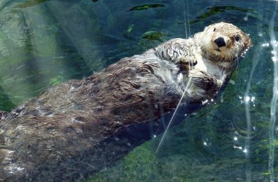 Vancouver Aquarium (3)