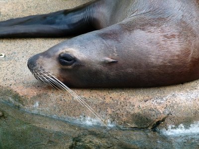 Vancouver Aquarium (4)