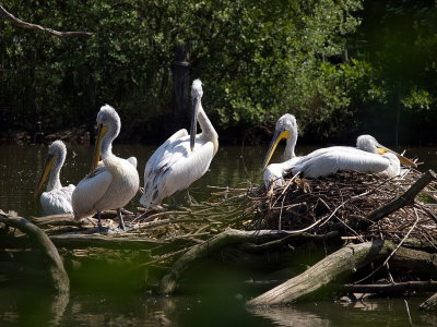 Pelicans