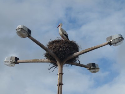 Ciconia ciconia, White stork 02