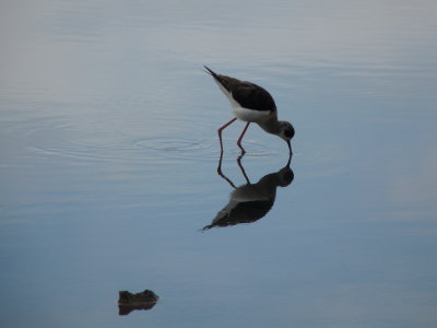 Himantopus himantopus, Black-winged stilt