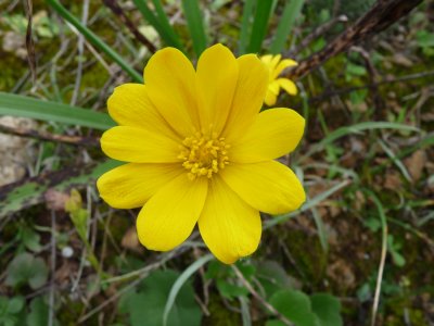 Anemone palmata, Palmate anemone