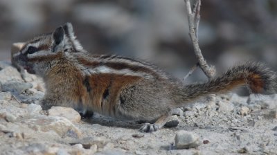 Tamias minimus, Least chipmunk 01.