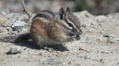 Tamias minimus, Least chipmunk 02.