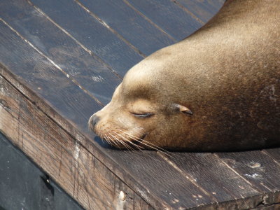 Zalophus californianus, California sea lion.
