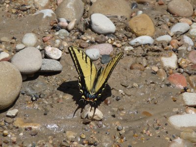 Pterourus rutulus, Western tiger swallowtail.