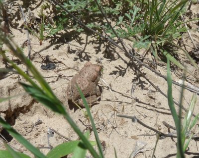 Bufo microscaphus, Arizona toad.