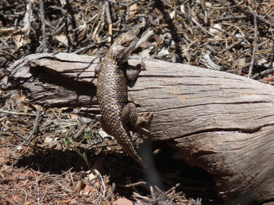 Sceloporus biseriatus, Great basin fence lizard 01