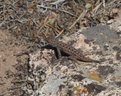 Sceloporus undulatus, Eastern fence lizard.