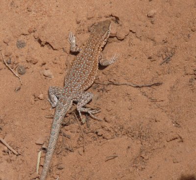 Uta stansburiana, Common side-blotched lizard 01