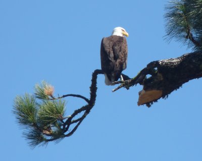 Haliaeetus leucocephalus, Bald eagle.