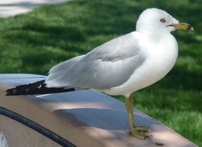 Larus delawarensis, Ring-billed gull.