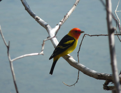 Piranga ludoviciana, Western tanager.