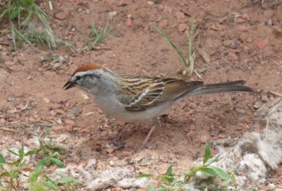 Spizella passerina, Chipping sparrow.