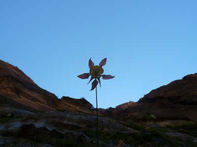 Aquilegia formosa, Western columbine