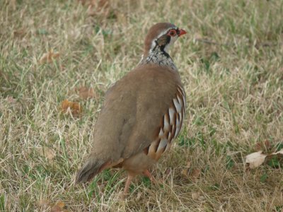 Alectoris rufa, Red-legged partridge