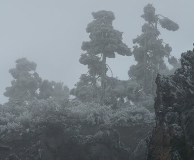 icy fog on pine trees