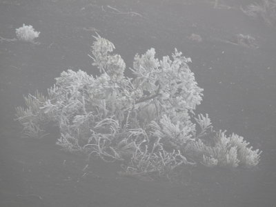 icy broom shrub