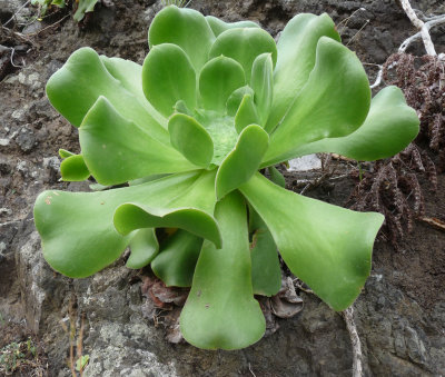 Aeonium cuneatum, Tree houseleek