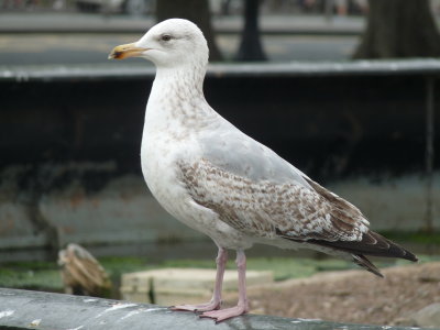 Larus argentatus, Herring gull