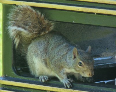 Sciurus carolinensis, Eastern gray squirrel