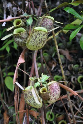 Another Pitcher Plant