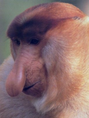 Close Up od Probos Monkey