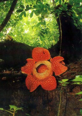 Largest Flower in the world