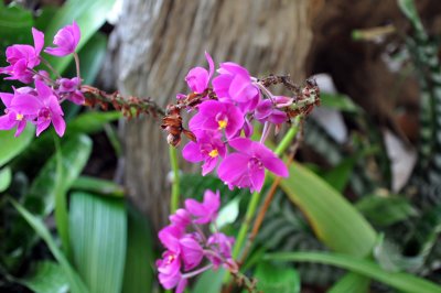 Orchids from around the world