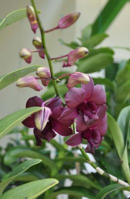 Orchids from around the world