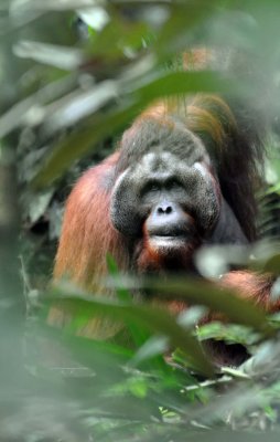 Visit to Borneo February 2011