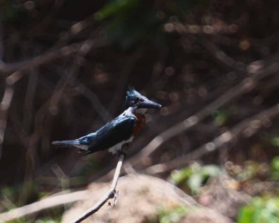 Amazon Kingfisher